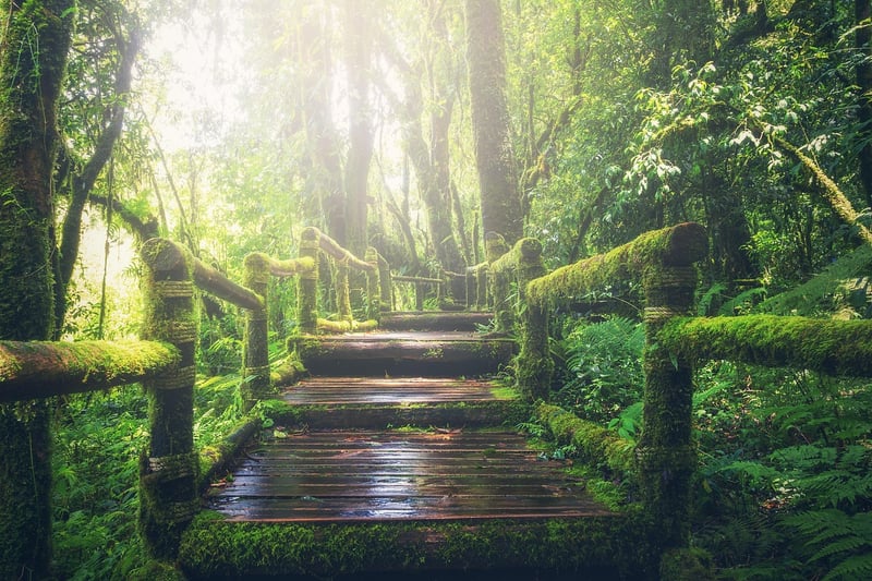 Tropical Adventure